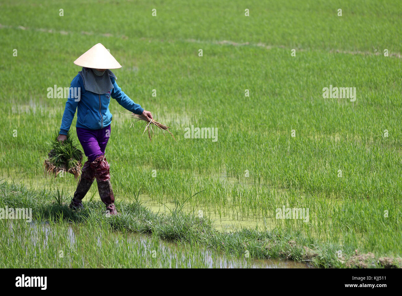 Agriculteur vietnamien travaillant dans son champ de riz. Hoi An. Le Vietnam. Banque D'Images