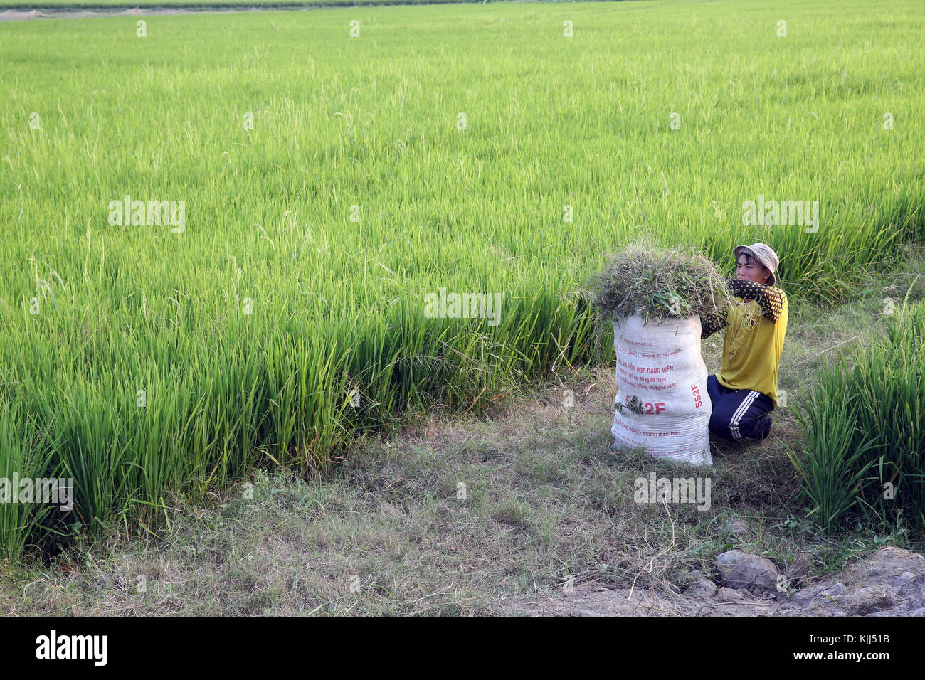 Les agriculteurs vietnamiens travaillant dans son champ de riz. Thay Ninh. Le Vietnam. Banque D'Images