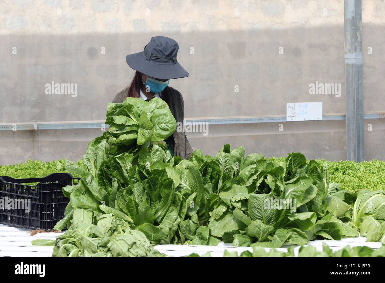 Ferme de légumes hydroponiques biologiques. Jeune femme croissance organique de laitues. Dalat. Le Vietnam. Banque D'Images