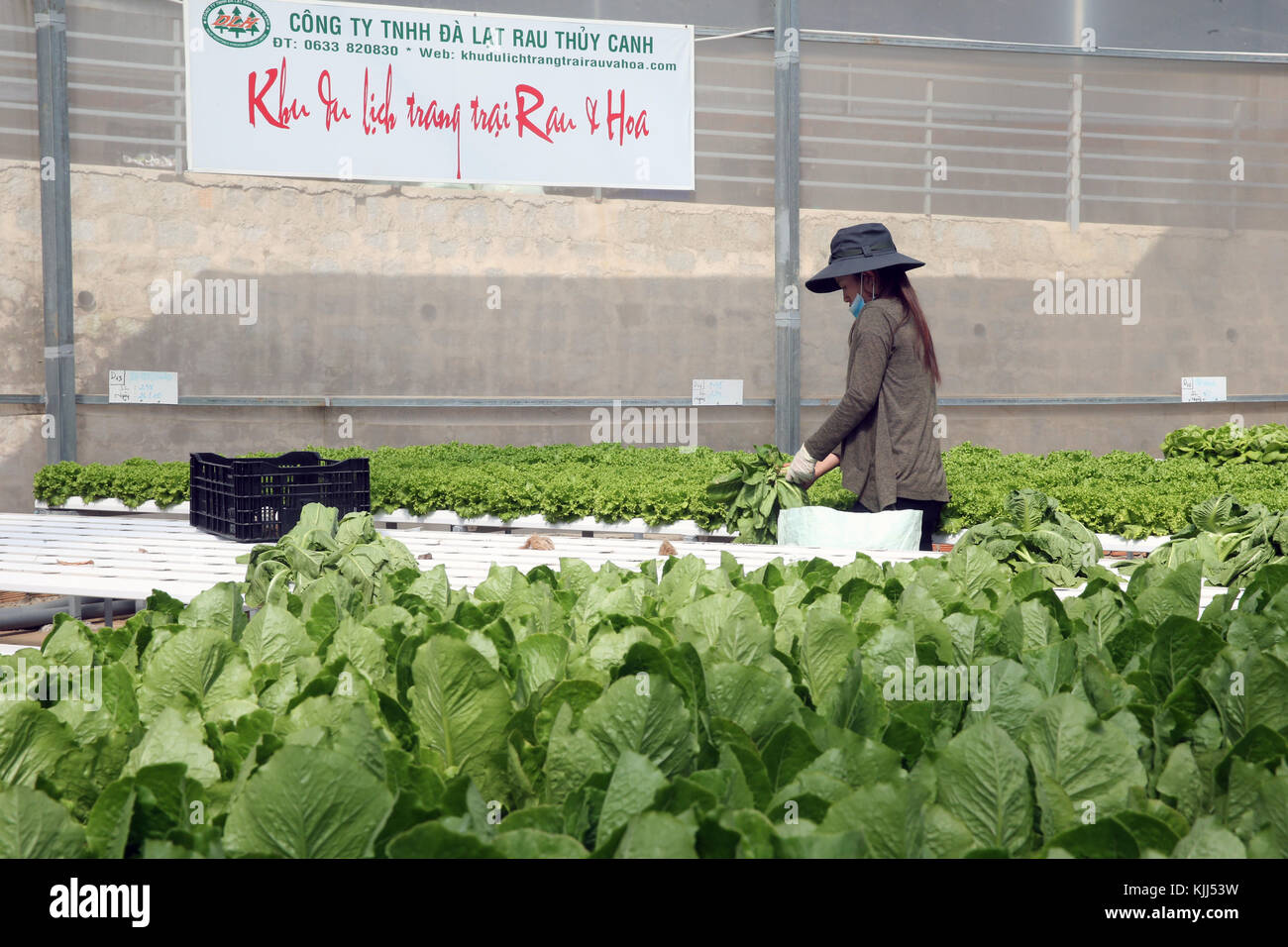 Ferme de légumes hydroponiques biologiques. Jeune femme croissance organique de laitues. Dalat. Le Vietnam. Banque D'Images