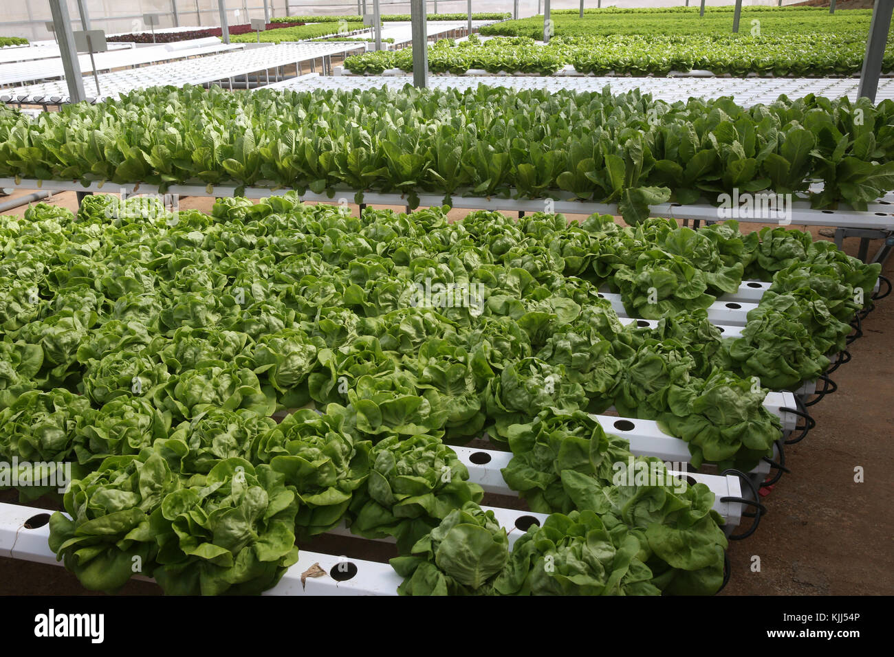 Ferme de légumes hydroponiques biologiques. Lignes dans la laitue de serre. Dalat. Le Vietnam. Banque D'Images