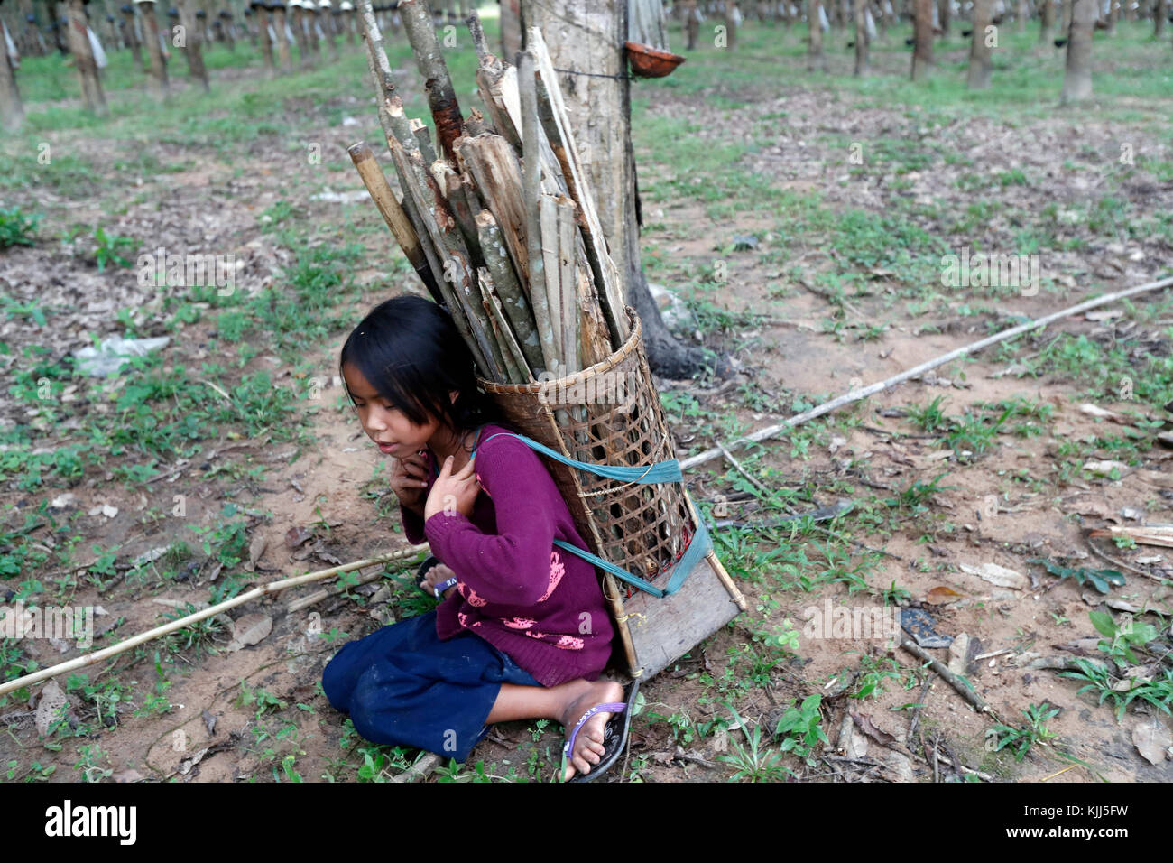 Plantation de caoutchouc, les enfants la collecte du bois de feu. Kon Tum. Le Vietnam. Banque D'Images