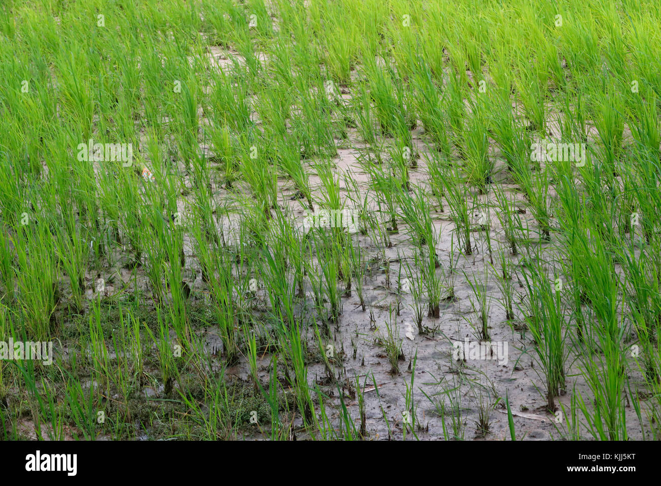L'agriculture. La culture du riz dans une rizière. Kon Tum. Le Vietnam. Banque D'Images