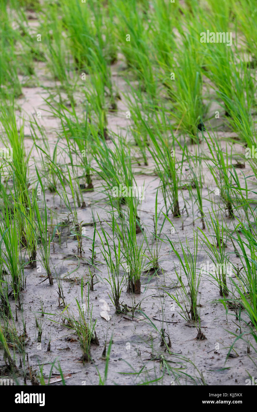 L'agriculture. La culture du riz dans une rizière. Kon Tum. Le Vietnam. Banque D'Images