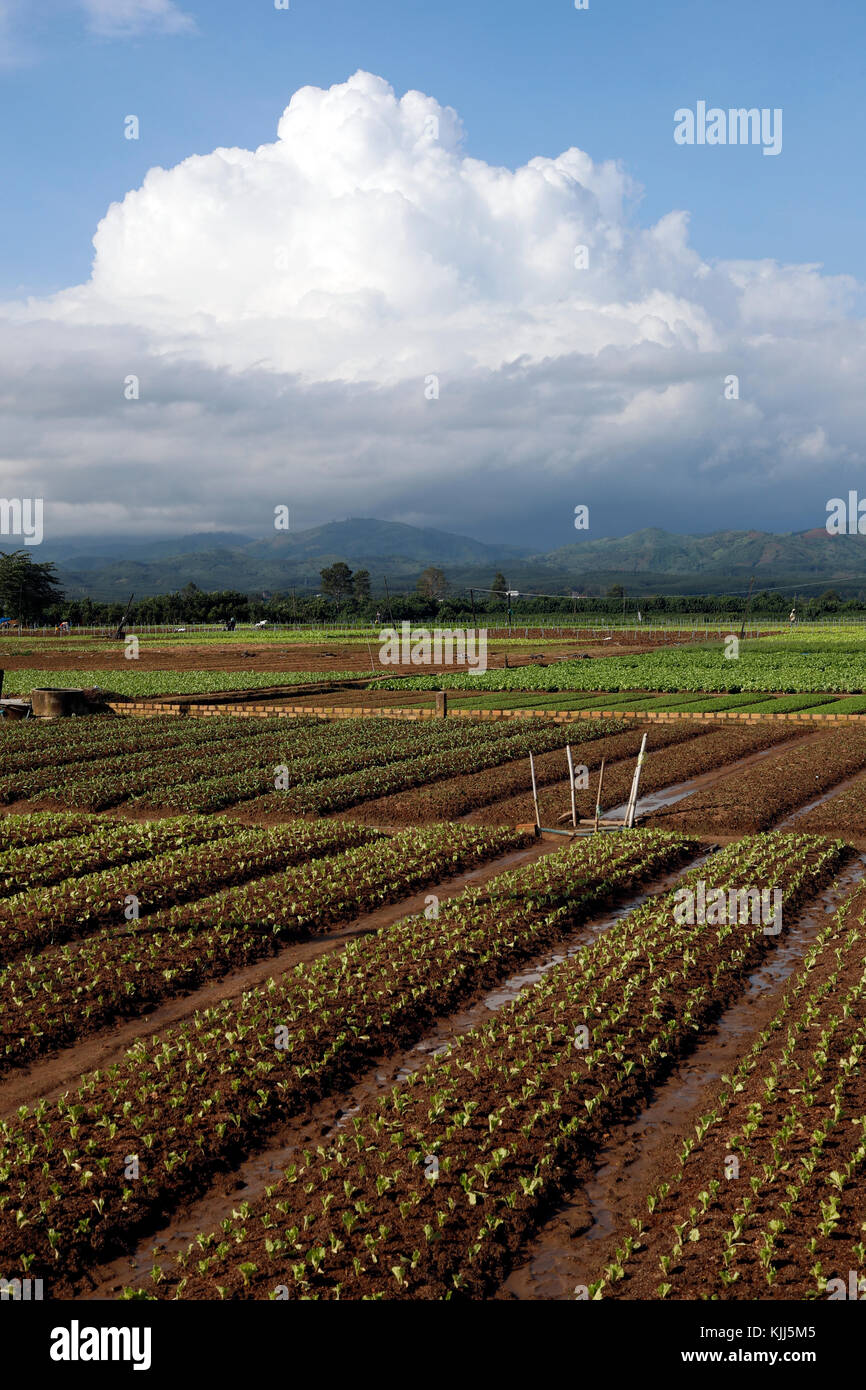 Les champs agricoles. Kon Tum. Le Vietnam. Banque D'Images