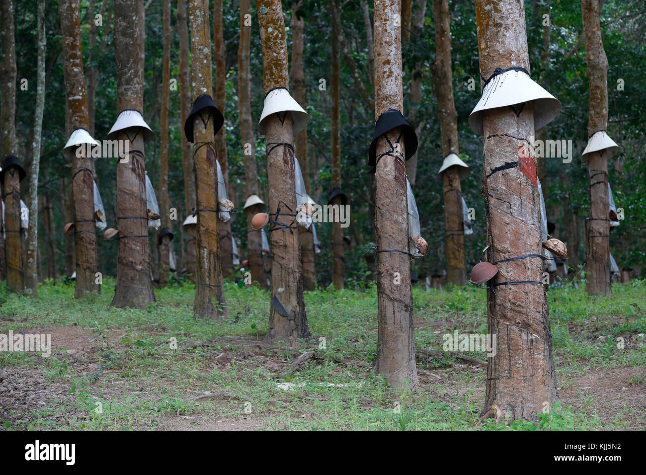 Plantation d'hévéa, Kon Tum. Le Vietnam. Banque D'Images