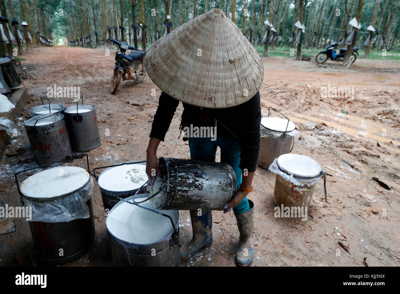 Latex de caoutchouc la production de caoutchouc et de collecte. Kon Tum. Le Vietnam. Banque D'Images