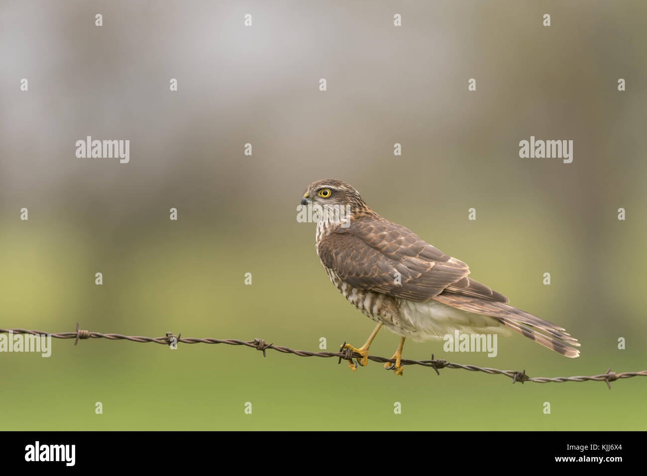 Sparrow Hawk, Accipiter nisus, perché sur vieux barbelés, à la recherche de proies, la fin de l'automne dans la campagne du Worcestershire. Banque D'Images