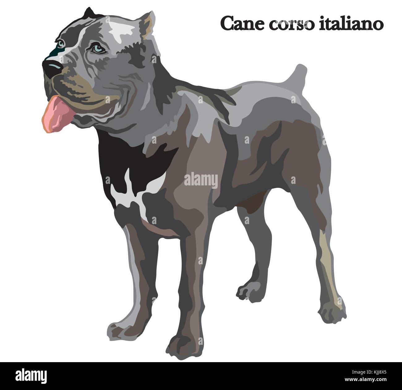 Portrait de l'article chien cane corso italiano, vector illustration colorées isolé sur fond blanc Illustration de Vecteur