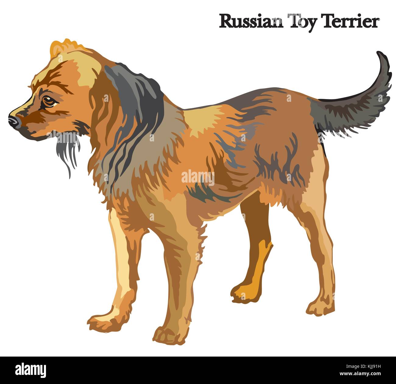 Portrait de l'article profil de chien terrier toy russe, vector illustration colorées isolé sur fond blanc Illustration de Vecteur