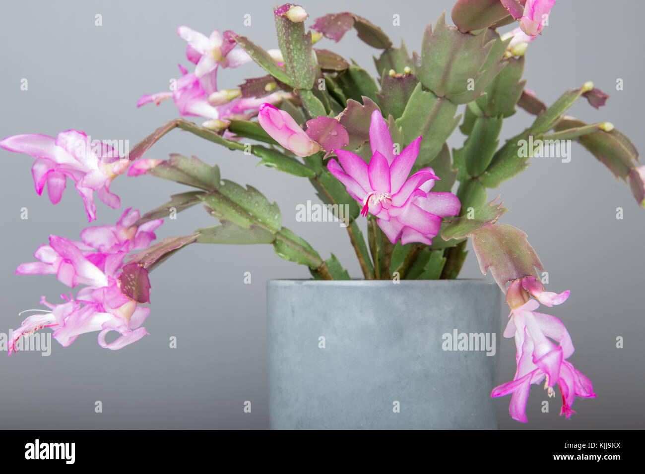 Rose fleurs de cactus de Noël schlumbergera dans un pot isolé sur fond blanc. Banque D'Images