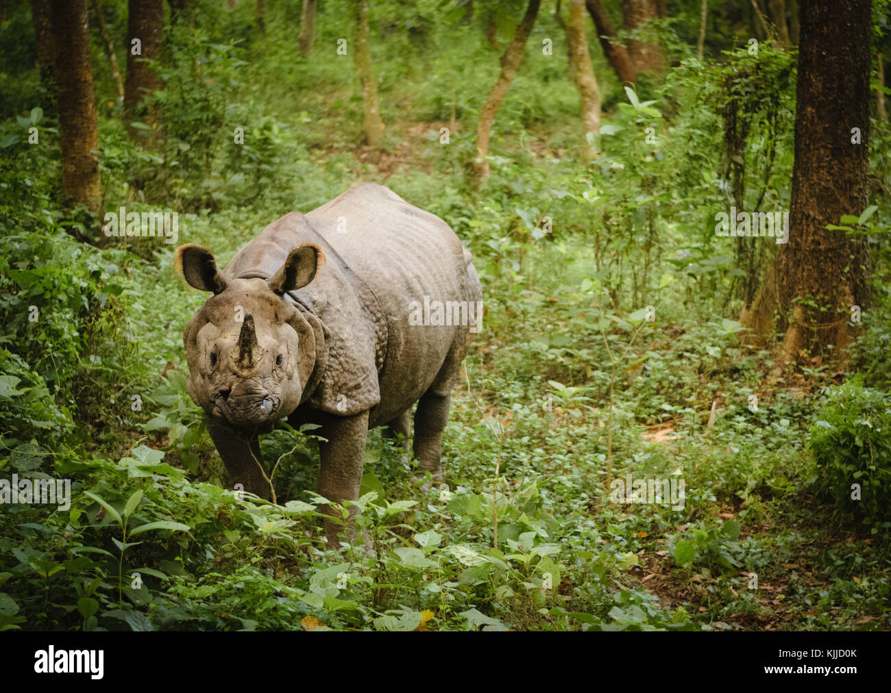 Un rhinocéros unicornes indiens isolés dans le parc national de Chitwan, au Népal. Banque D'Images