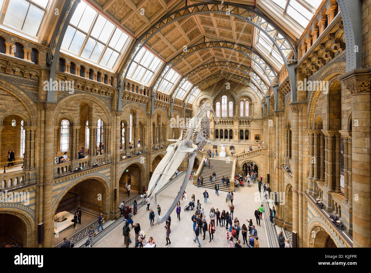 Londres, ANGLETERRE - 16 septembre 2017 : visiteurs affluent dans le nouveau hall de l'repensé Hintze Natural History Museum, Londres, Angleterre. Les gal Banque D'Images