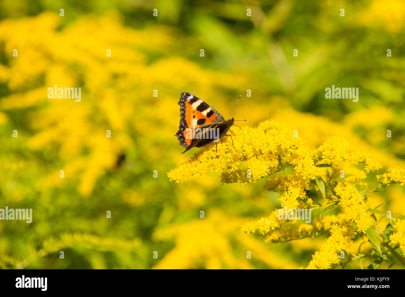 Papillon sur les fleurs jaunes Banque D'Images
