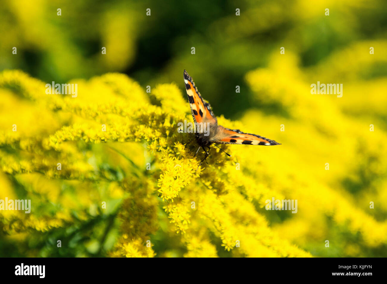 Papillon sur les fleurs jaunes Banque D'Images