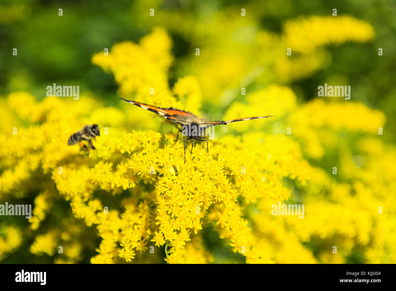 Papillon sur les fleurs jaunes Banque D'Images