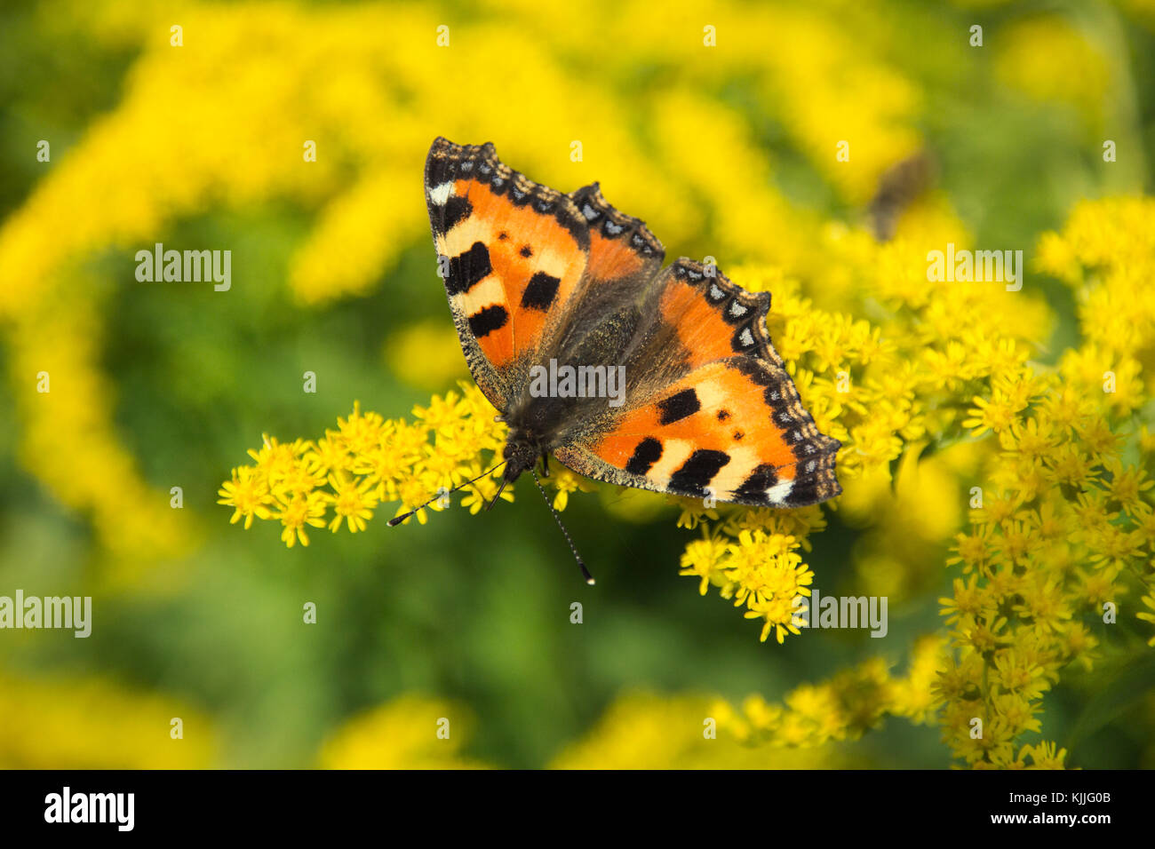 Papillon sur les fleurs jaunes Banque D'Images