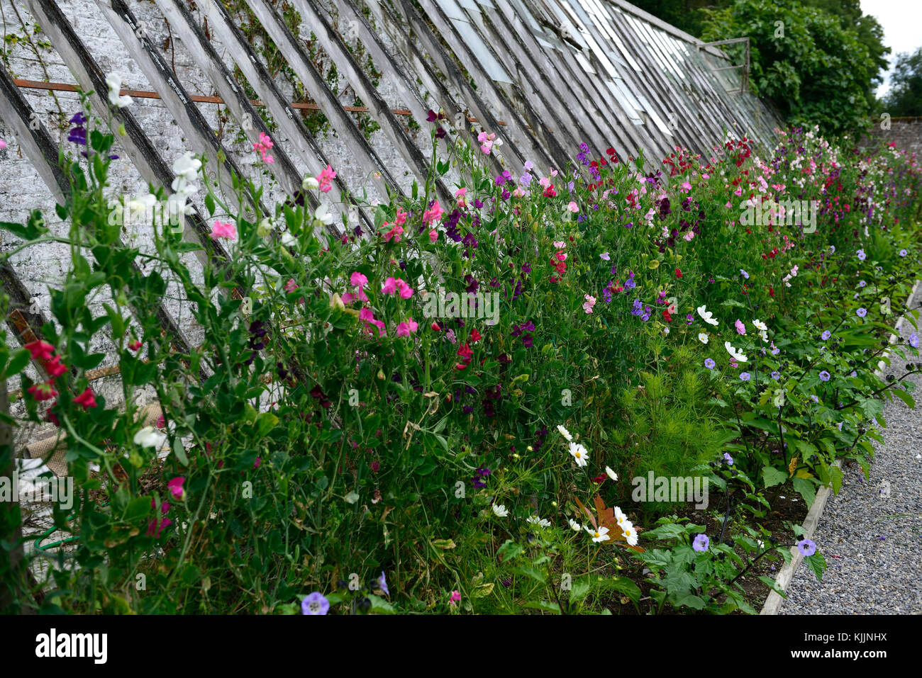 Lathyrus, les petits pois, pois doux, trellis, clôture, croître, grandir, prend en charge l'usine, cadre ,cadres, été, fleurs annuelles, plantes grimpantes, fleurs grimpantes, parfumée, Banque D'Images