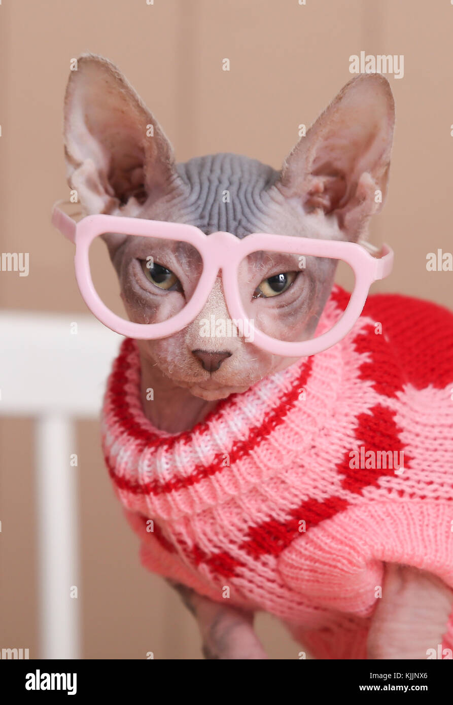 Portrait De Chat Sphynx Et Pull Rose Portant Des Lunettes Droles Photo Stock Alamy