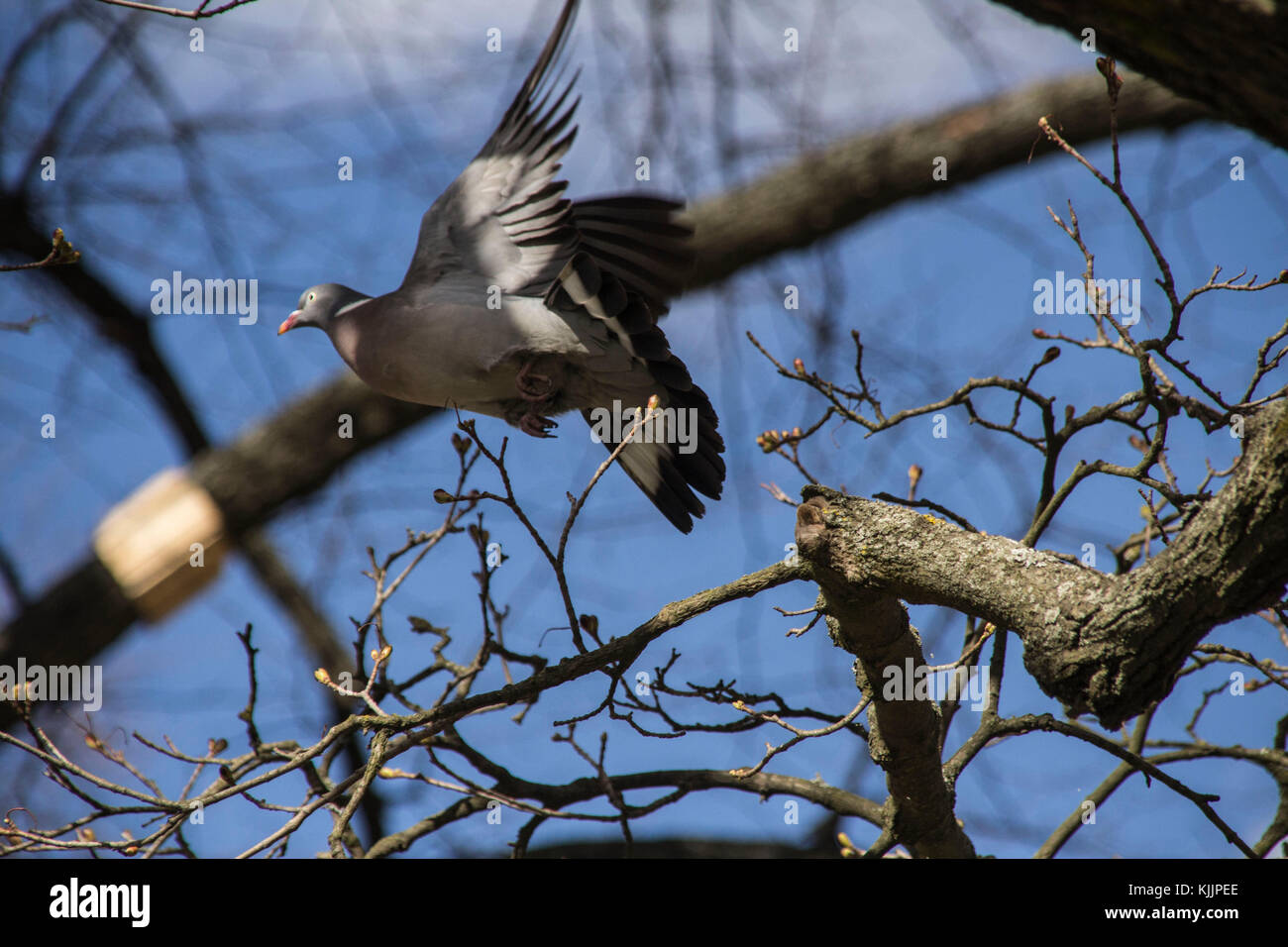 Flying Pigeon loin Banque D'Images