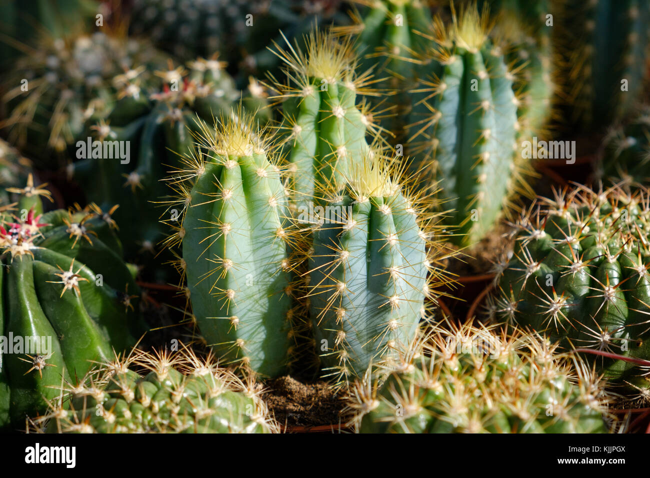 Cactus miniature - gros plan macro cactus Banque D'Images
