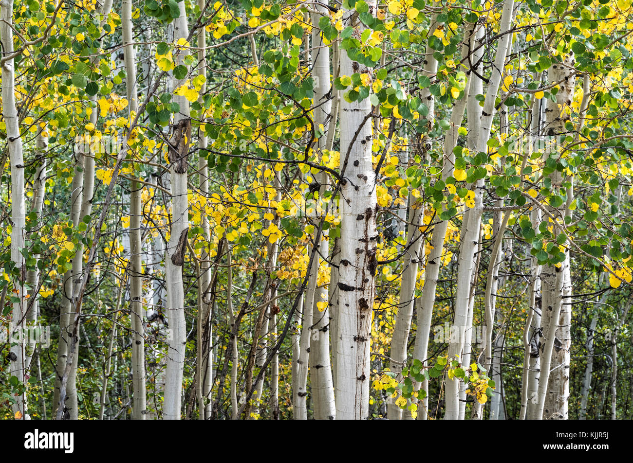 L'arbre de l'IOWA TRAIL ASPEN COLORADO 81611 Banque D'Images