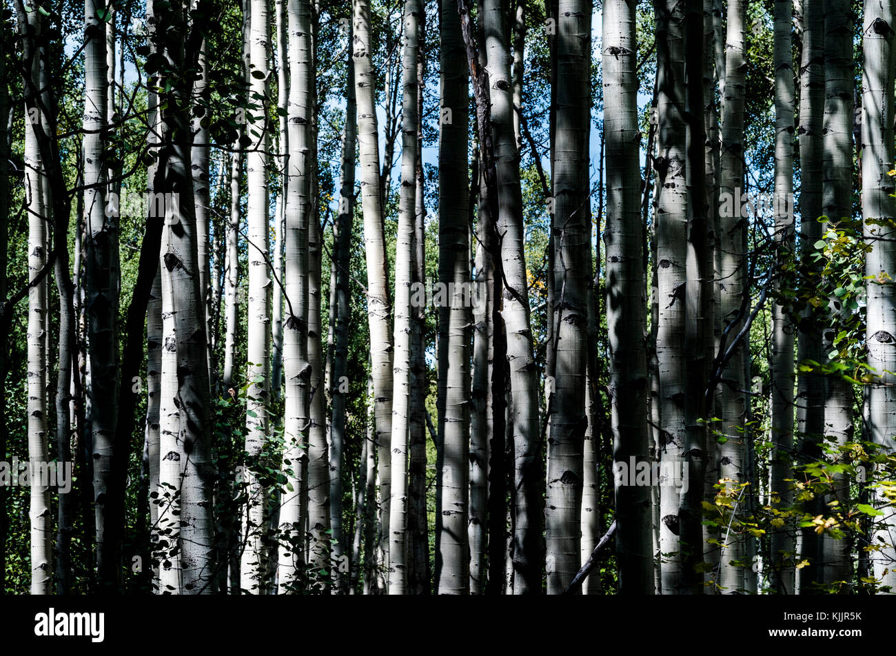 L'arbre de l'IOWA TRAIL ASPEN COLORADO 81611 Banque D'Images