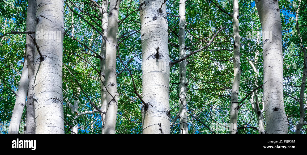 L'arbre de l'IOWA TRAIL ASPEN COLORADO 81611 Banque D'Images