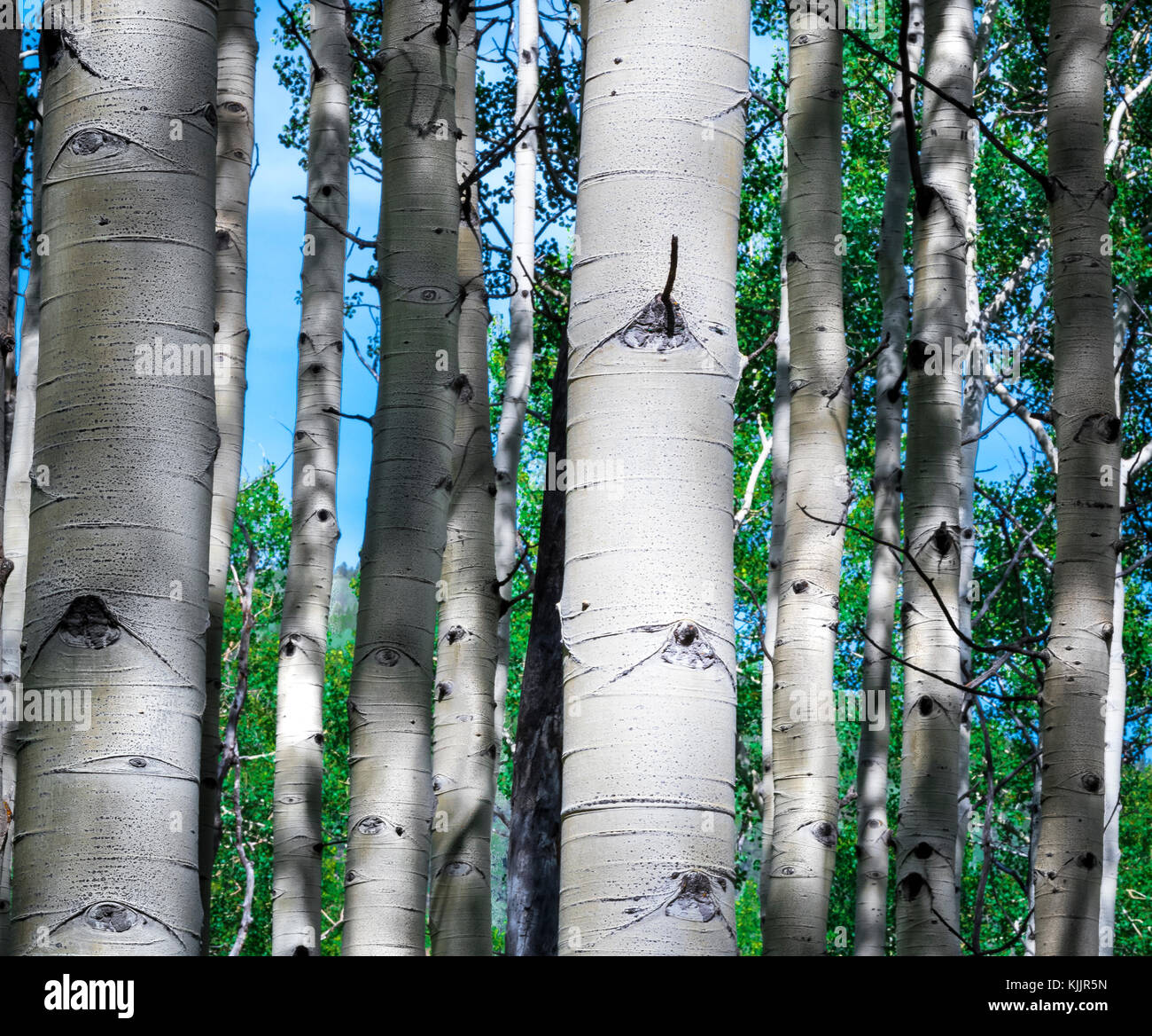 L'arbre de l'IOWA TRAIL ASPEN COLORADO 81611 Banque D'Images