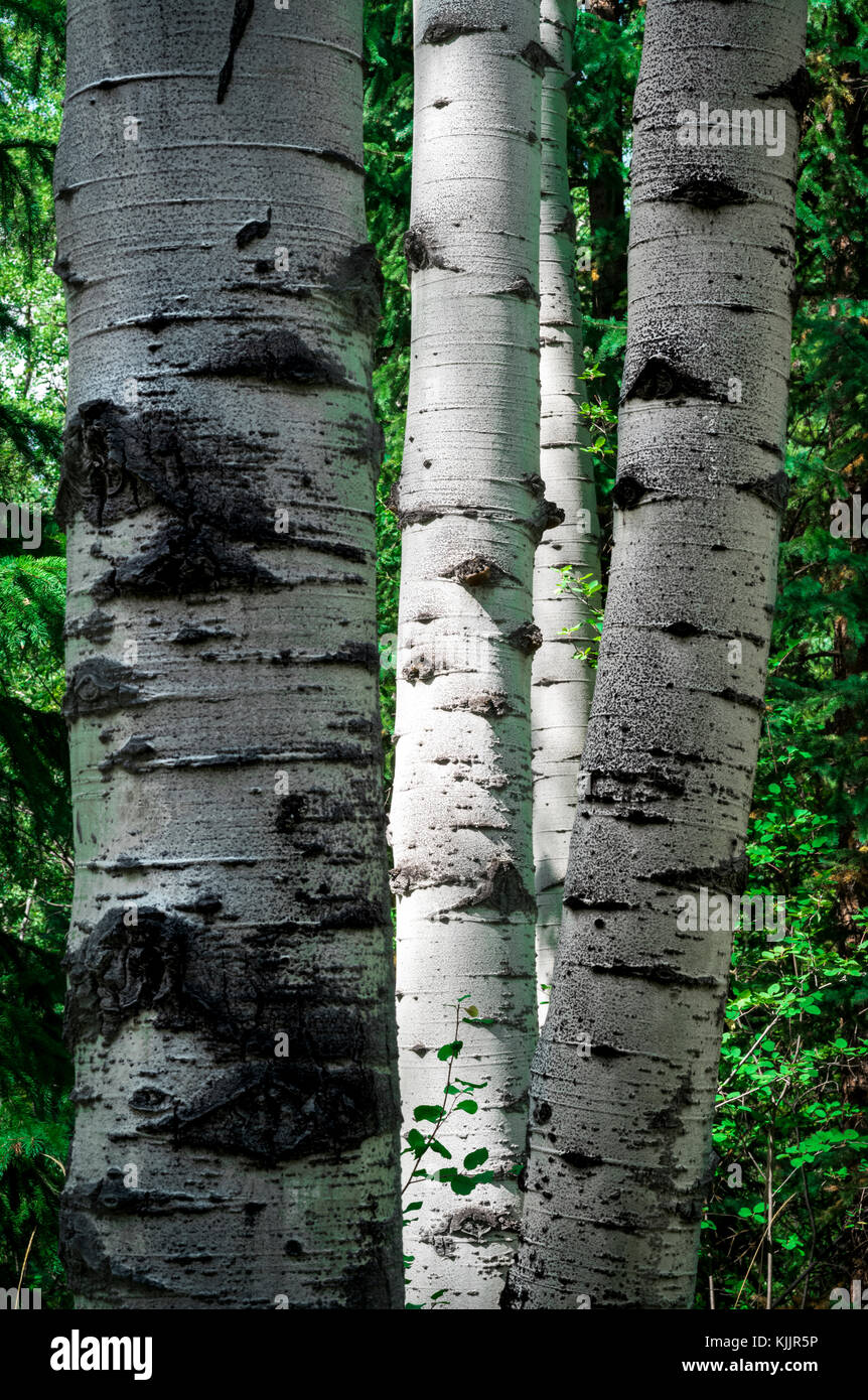 L'arbre de l'IOWA TRAIL ASPEN COLORADO 81611 Banque D'Images