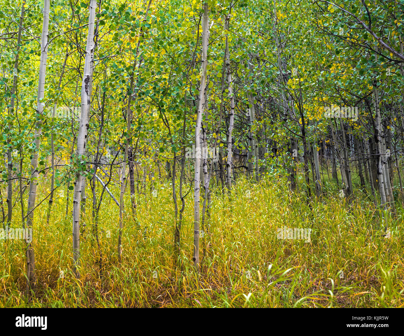 HUNTER CREEK TRAIL ASPEN COLORADO 81611 Banque D'Images