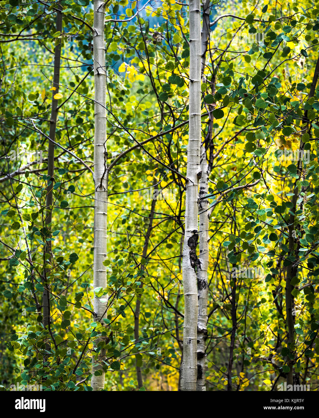HUNTER CREEK TRAIL ASPEN COLORADO 81611 Banque D'Images