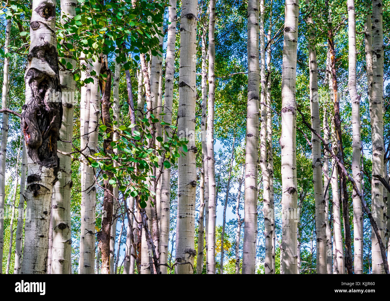 HUNTER CREEK TRAIL ASPEN COLORADO 81611 Banque D'Images