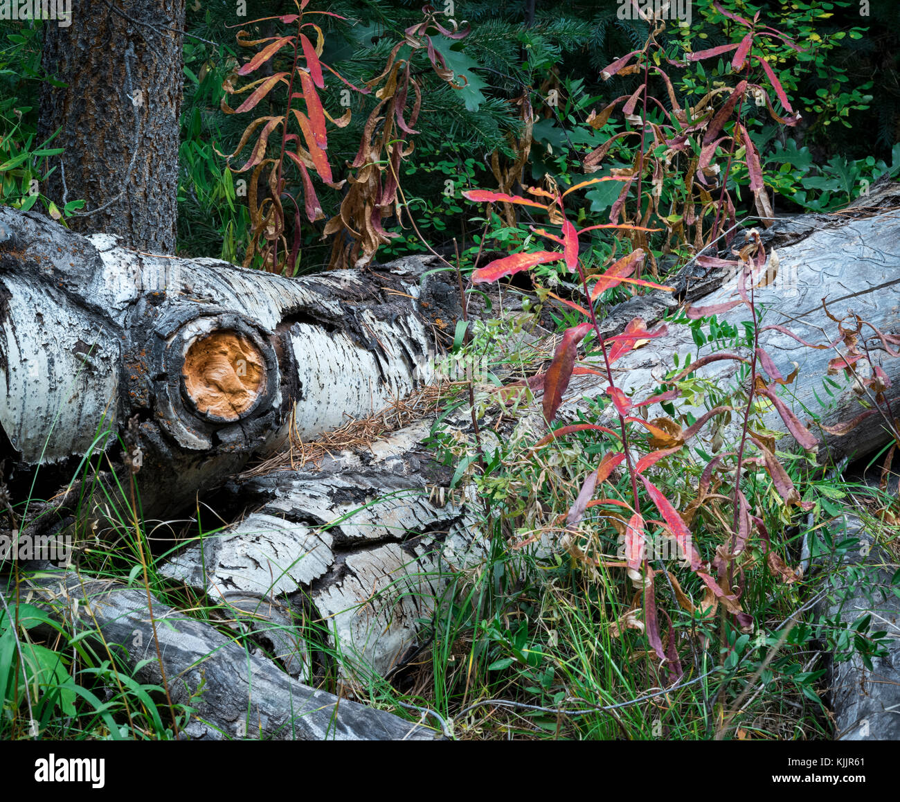 HUNTER CREEK TRAIL ASPEN COLORADO 81611 Banque D'Images