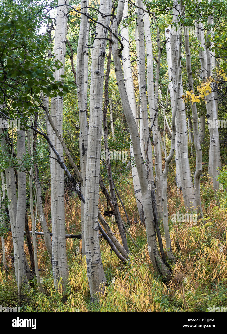 WHITE RIVER NATIONAL FOREST ASPEN COLORADO 81611 Banque D'Images