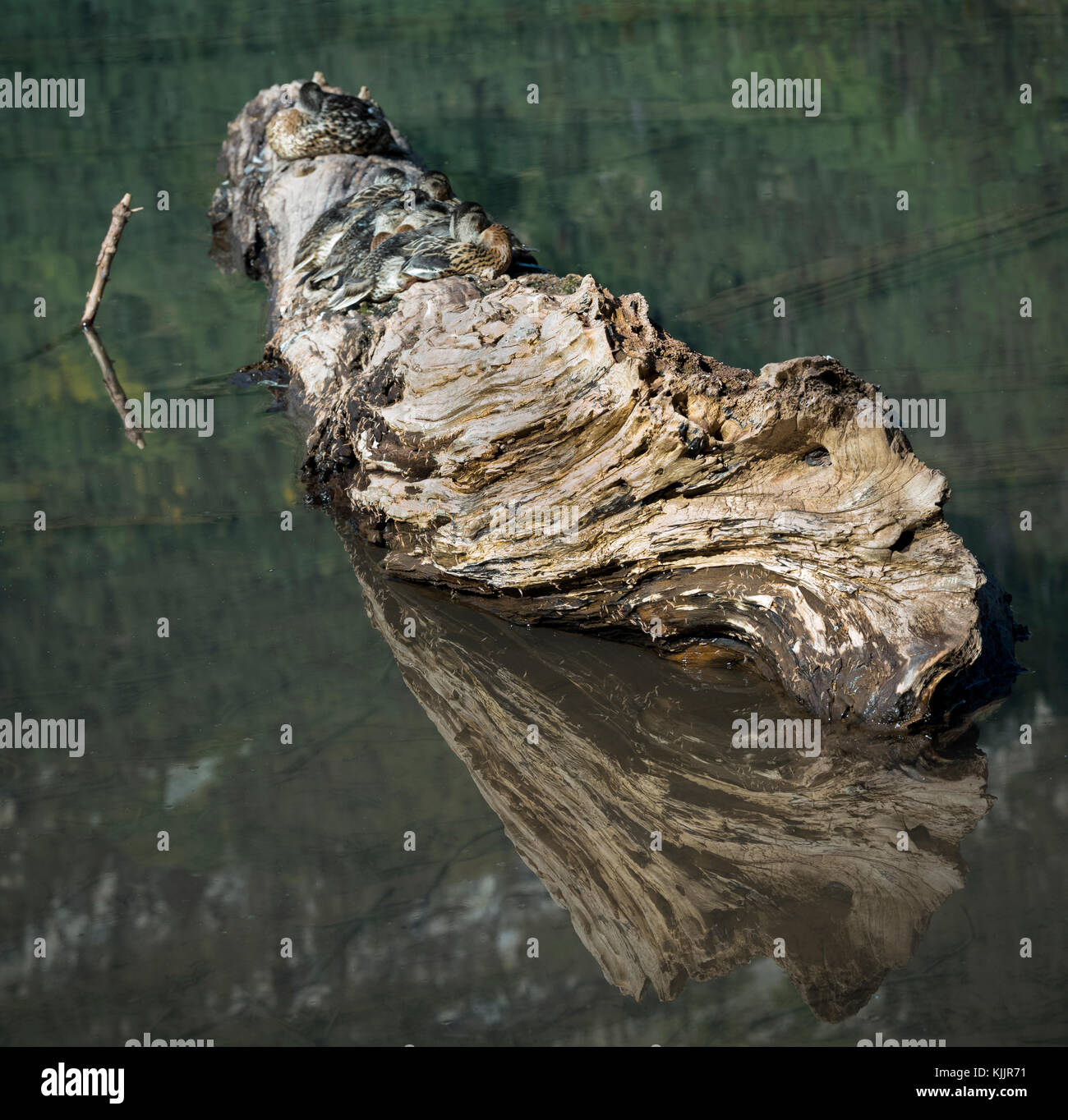 Le lac du cratère & MAROON BELLS WHITE RIVER NATIONAL FOREST ASPEN COLORADO 81611 Banque D'Images