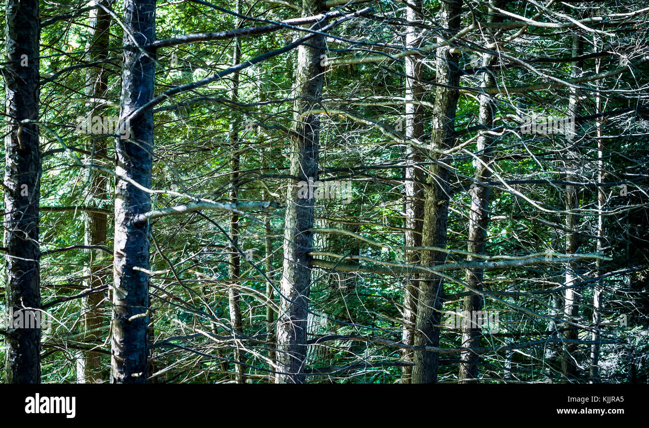 Réflexions sur un lac CONNECTICUT Banque D'Images