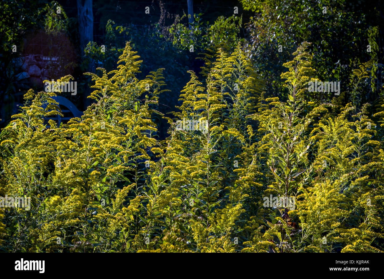 Réflexions sur un lac CONNECTICUT Banque D'Images