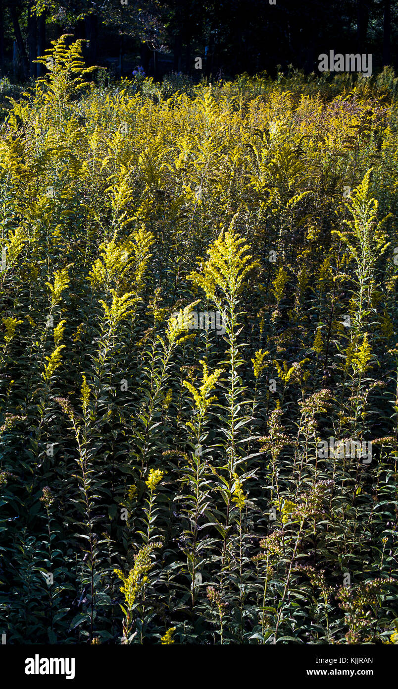Réflexions sur un lac CONNECTICUT Banque D'Images