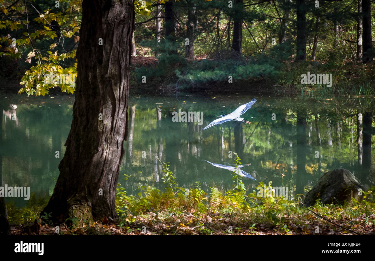 8 IN SANFORDTOWN ROAD REDDING California 06896 Banque D'Images