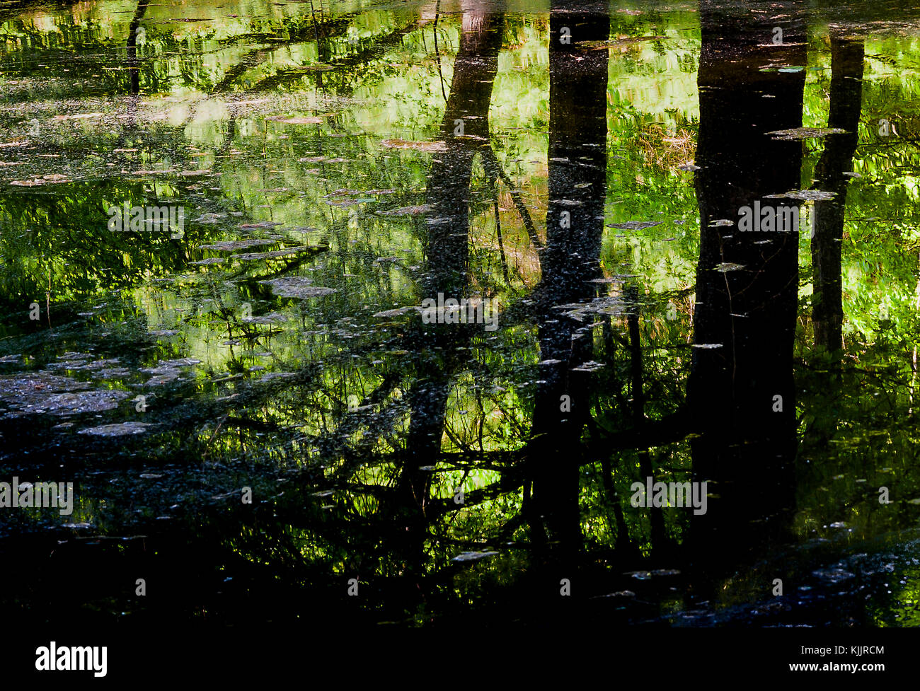 Réflexions sur un lac CONNECTICUT Banque D'Images