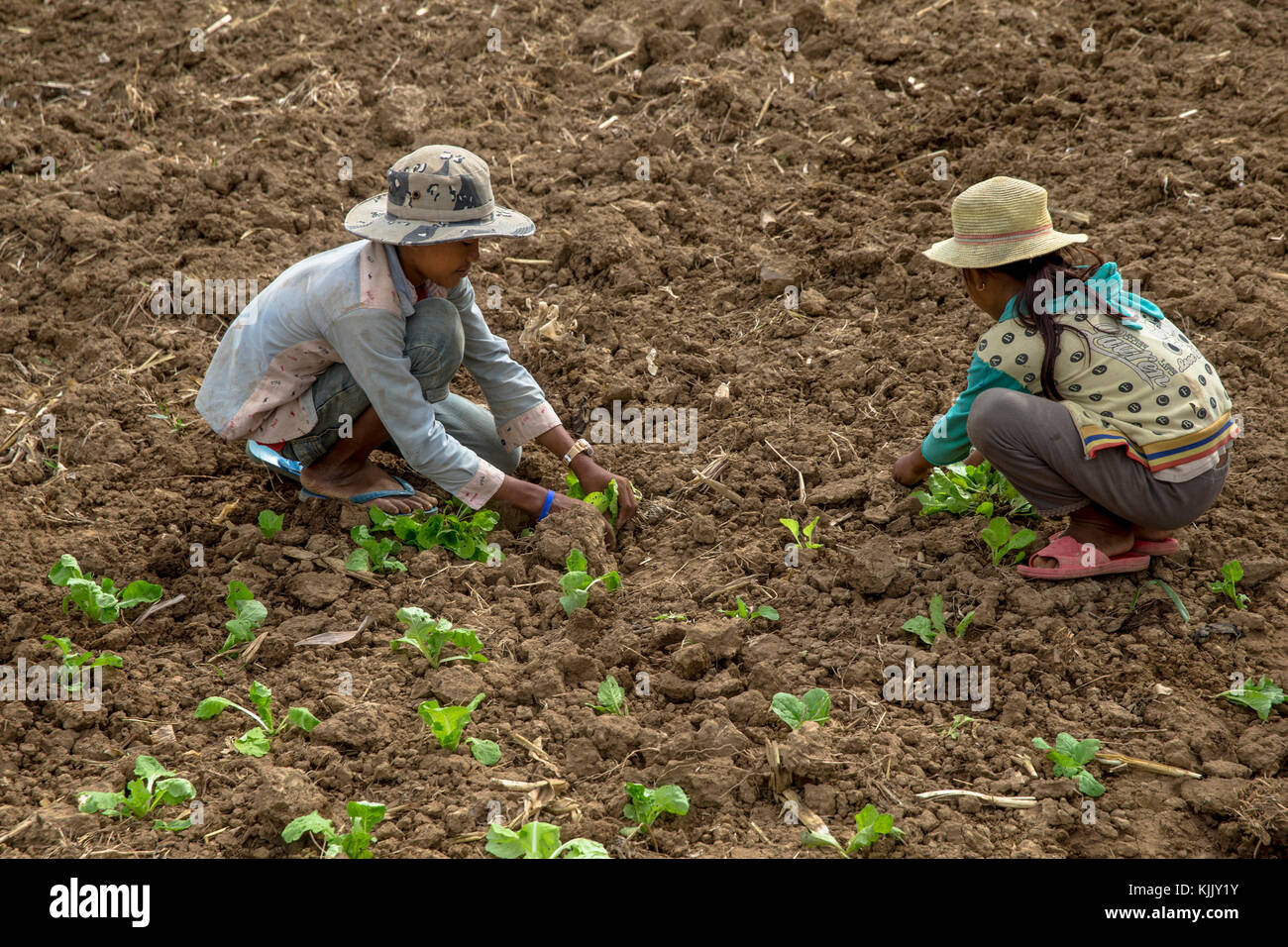 Les enfants qui travaillent dans une ferme. Battambang. Le Cambodge. Banque D'Images