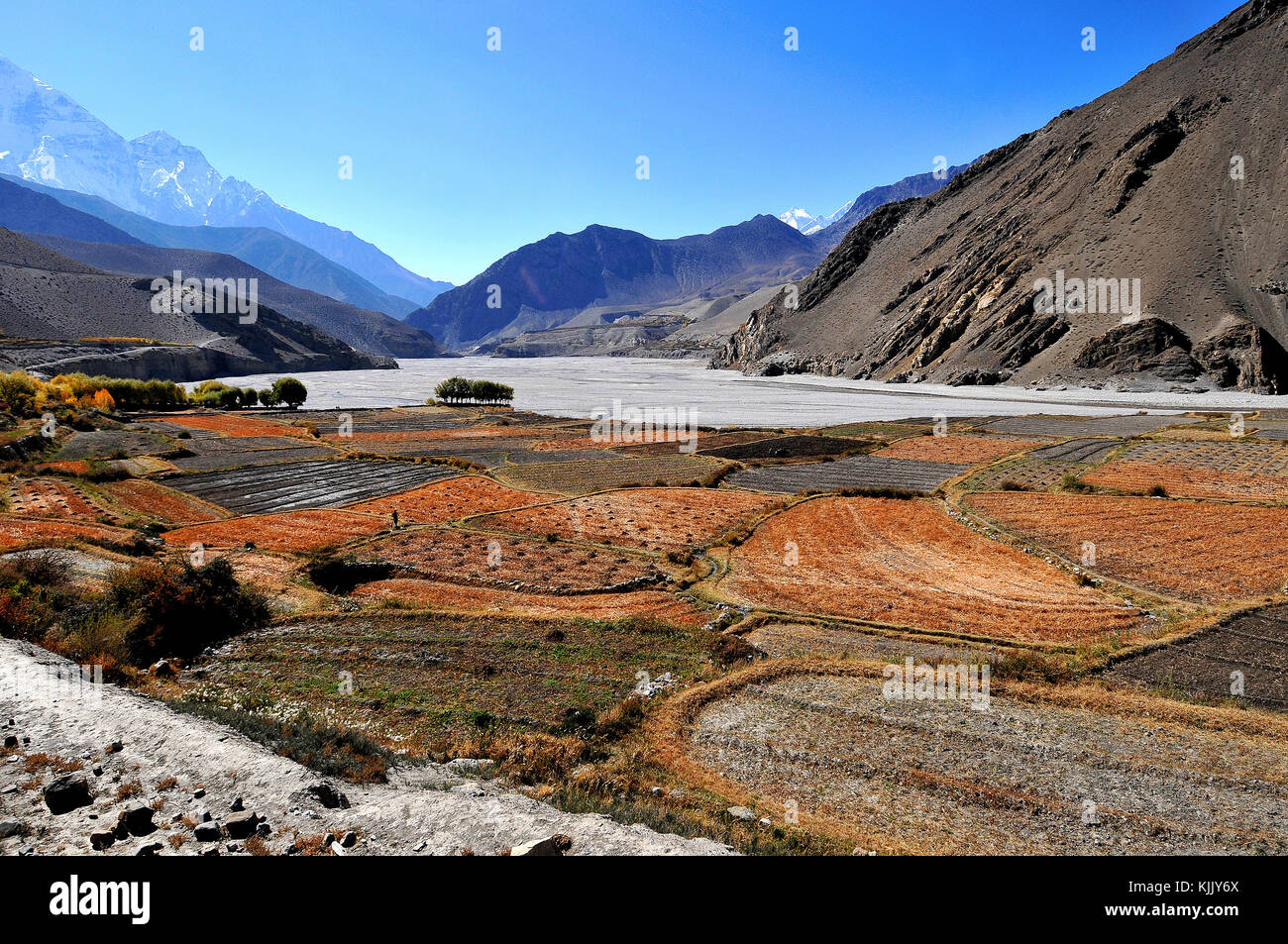 Les champs d'orge en terrasses près de Kagbeni, Mustang. Le Népal. Banque D'Images