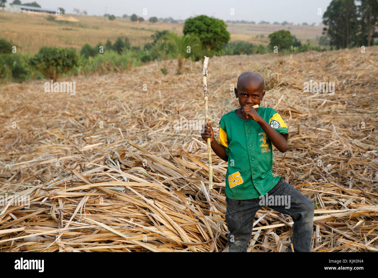 La canne à sucre de l'alimentation des enfants ougandais. L'Ouganda Banque D'Images