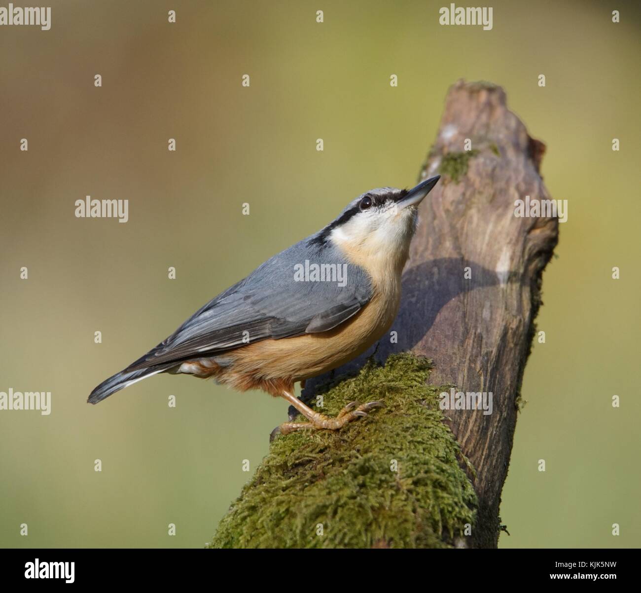 'Attention'..Predator sur Banque D'Images