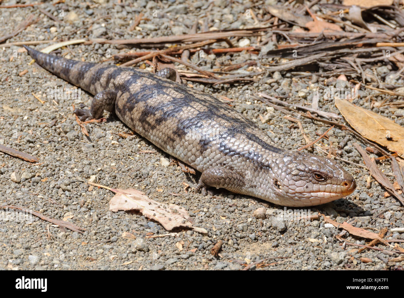 Bleu Lézard tacheté de langue maternelle (tiliqua nigrolutea) est la plus grande espèce de lézard en Tasmanie, Australie Banque D'Images