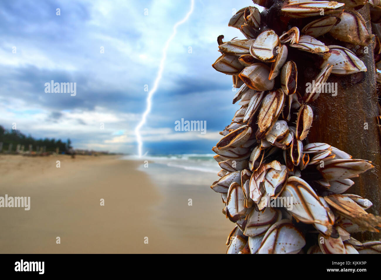 Une tempête avec des éclairs à la plage avec les moules sur un bâton de bambou. Banque D'Images