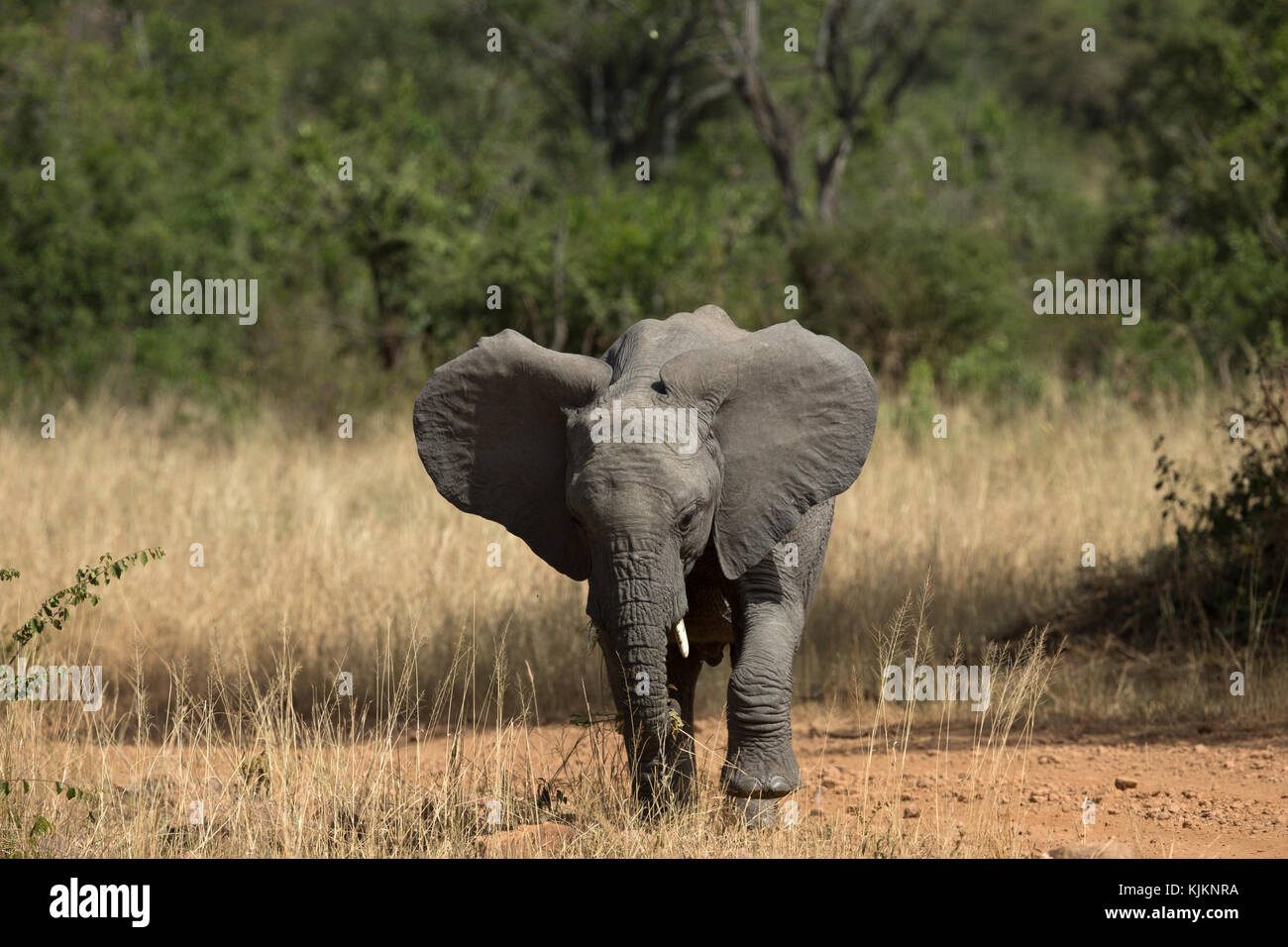 Le Parc National du Serengeti. L'éléphant africain (Loxodonta africana). La Tanzanie. Banque D'Images