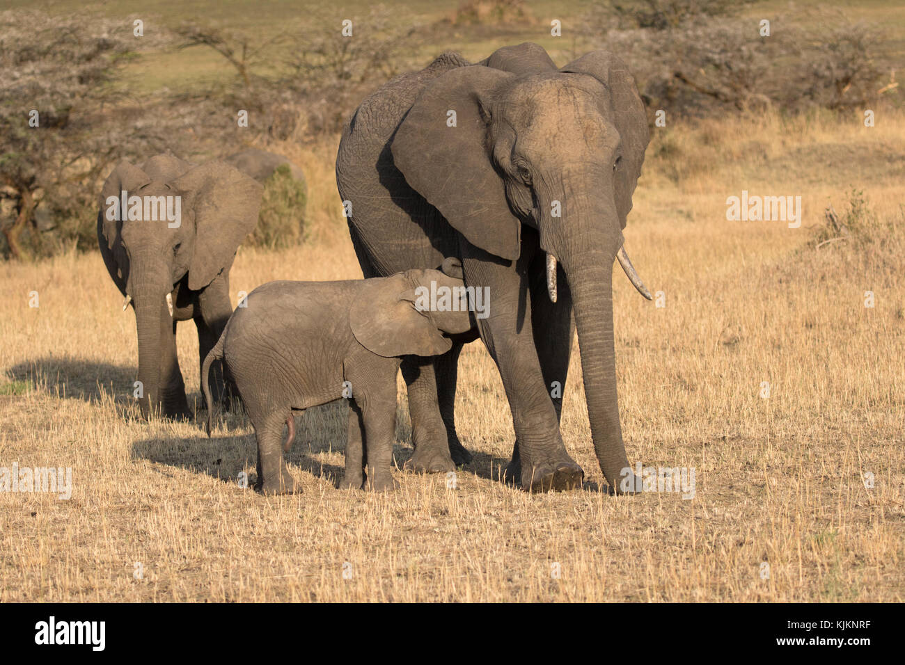 Le Parc National du Serengeti. L'éléphant africain (Loxodonta africana). La mère et le bébé. La Tanzanie. Banque D'Images