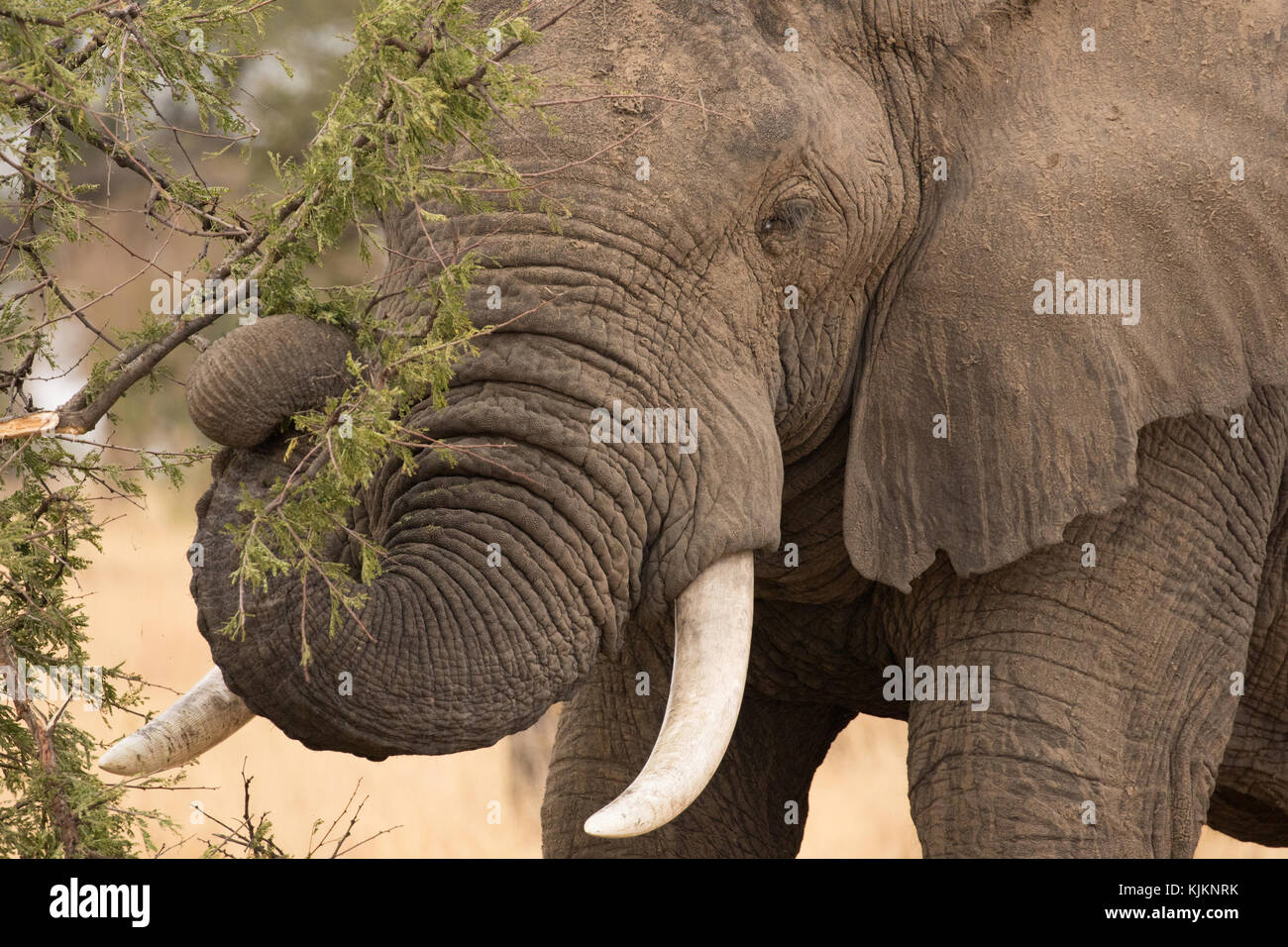 Le Parc National du Serengeti. Manger de l'Eléphant d'Afrique (Loxodonta africana). La Tanzanie. Banque D'Images